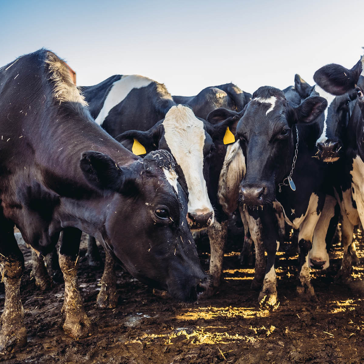 Cow Poop and Compost: Digesting the Methane Menace | Climate One
